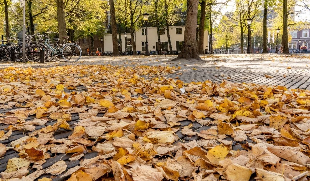 Fall in the City